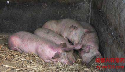 猪流感与猪感冒的区别