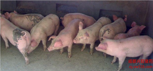 猪养殖业的发展