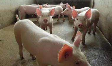 猪保育前期饲养管理要点