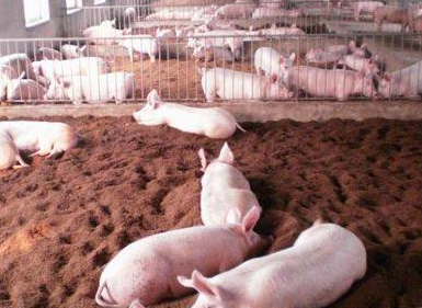 猪保育前期饲养管理要点