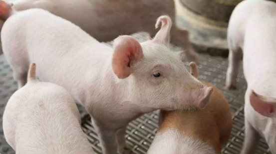 猪链球菌治疗方法