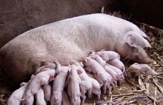 初产母猪缺乏母性怎么办